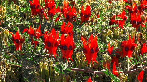 several blossoms of bright red start's desert pea photo