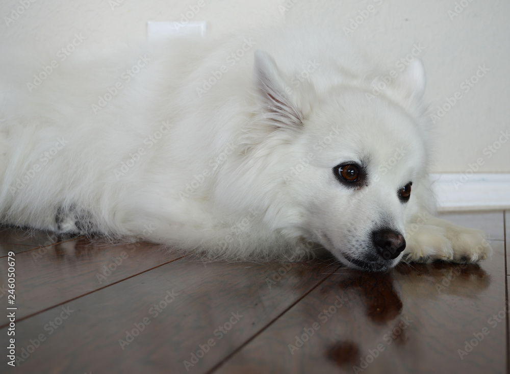 Fototapeta premium white dog