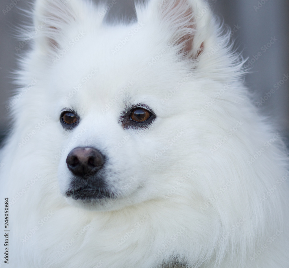 Fototapeta premium curious white dog