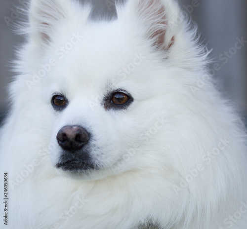 curious white dog © Lauren