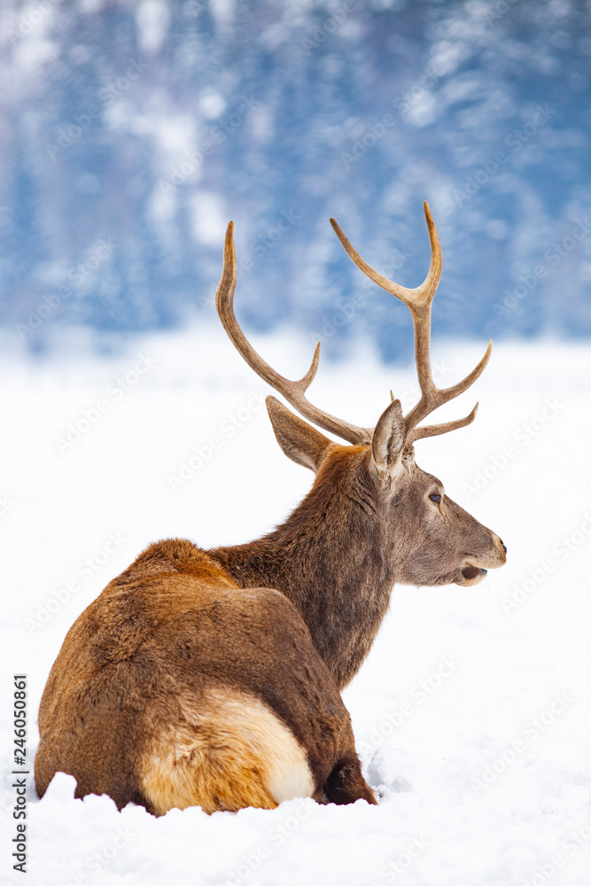 Fototapeta premium noble deer male in winter snow