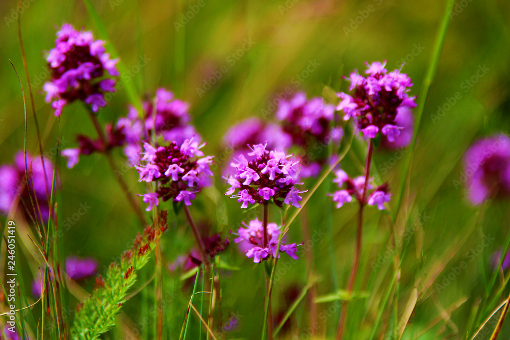 Thyme Plant fresh herbal tea from the nature Thyme Plant fresh herbal tea from the nature