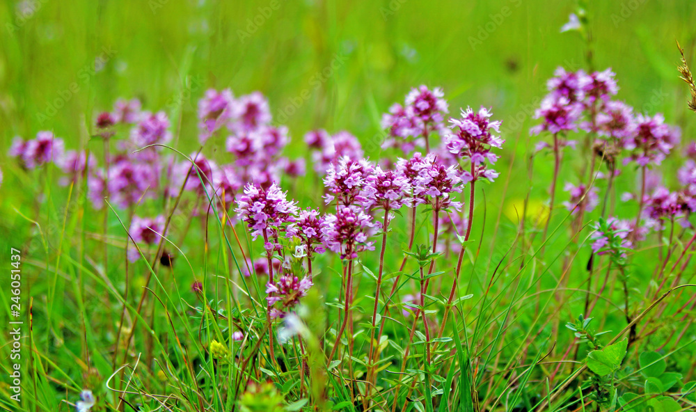 Thyme Plant fresh herbal tea from the nature Thyme Plant fresh herbal tea from the nature