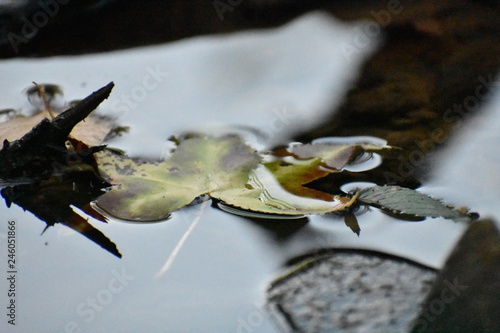 leaf in water