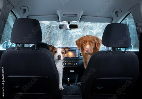 two cute dogs in the car on the seat look. A trip with a pet. Nova Scotia Duck Tolling Retriever and a Jack Russell Terrier. Travel in winter