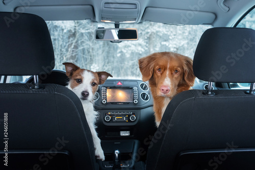 two cute dogs in the car on the seat look. A trip with a pet. Nova Scotia Duck Tolling Retriever and a Jack Russell Terrier. Travel in winter