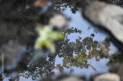 water reflection of trees above