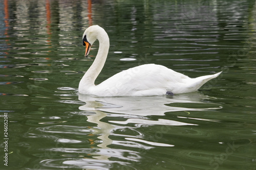  swan swimming