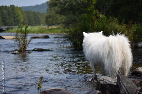 dog in river staring into horizon