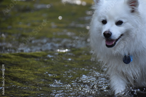 white dog treading water in river