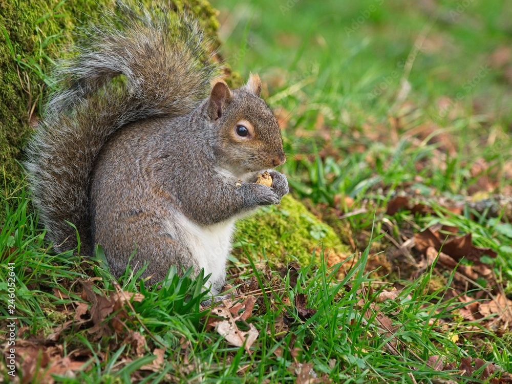 Obraz premium Squirrel