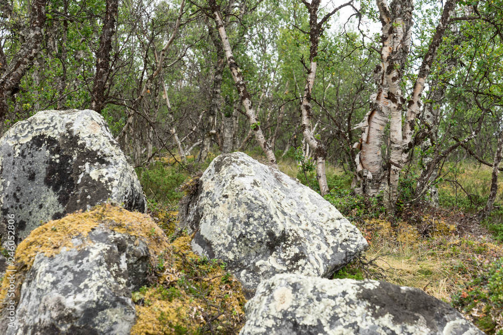 Fjellbirken und Felsen im Dovrefjell Nationalpark Fjellbirken und Felsen im Dovrefjell Nationalpark