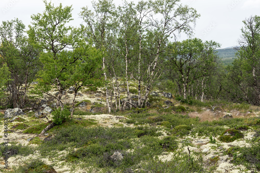 Fjellbirken und Felsen im Dovrefjell Nationalpark