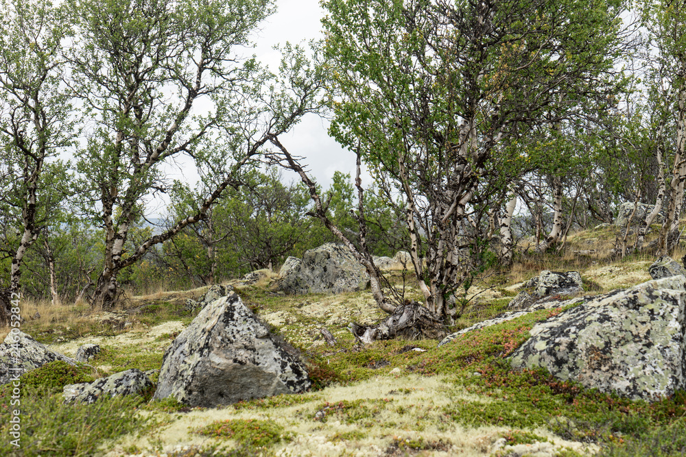 Fjellbirken und Felsen im Dovrefjell Nationalpark Fjellbirken und Felsen im Dovrefjell Nationalpark