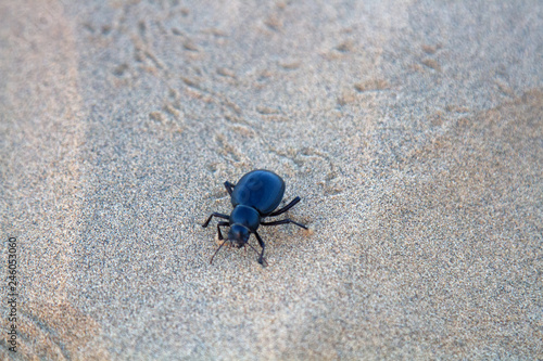 Black beetles (darkling beetles, Blaps) roam sands photo