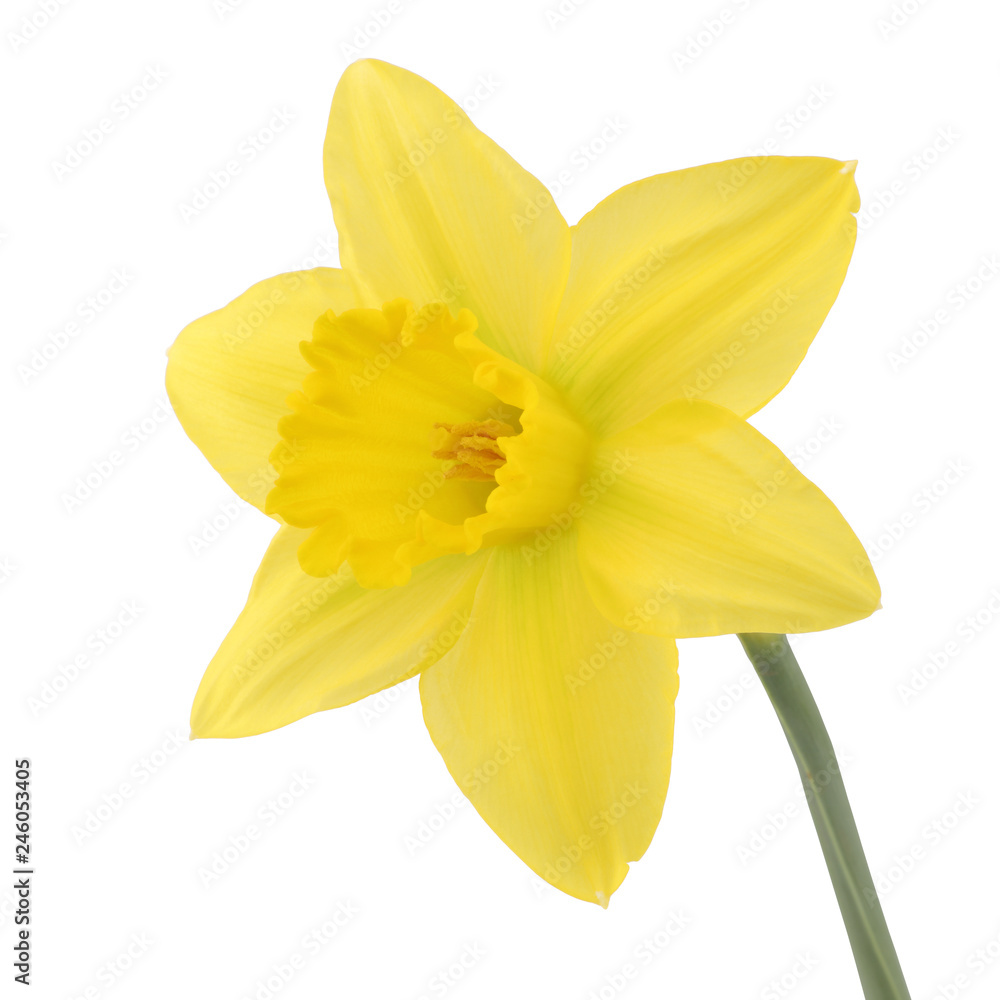 Single daffolil narcissus isolated on a white background with clipping path Single daffolil narcissus isolated on a white background with clipping path