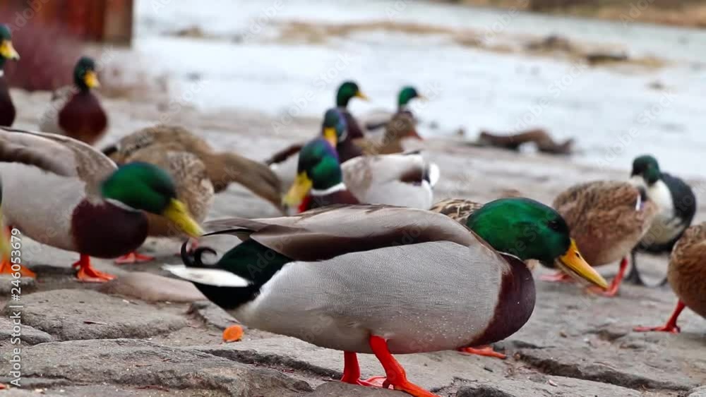 Group of Male mallard ducks are eating by a river. Someone is feeding them on the stone road near water. It is bird in czech nature. Group of Male mallard ducks are eating by a river. Someone is feeding them on the stone road near water. It is bird in czech nature.