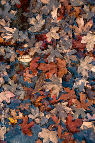 Leaves in Hale Hollow Creek