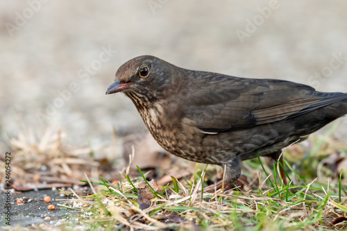 A female blackbird looking for food on the ground