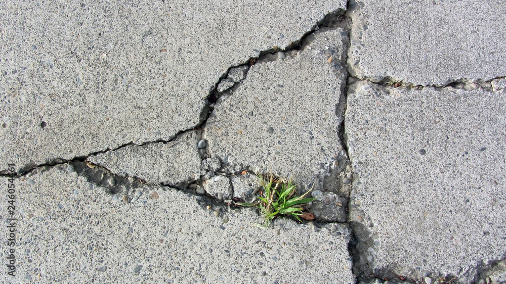 Obraz premium Weed growing through cracked concrete that is eroding