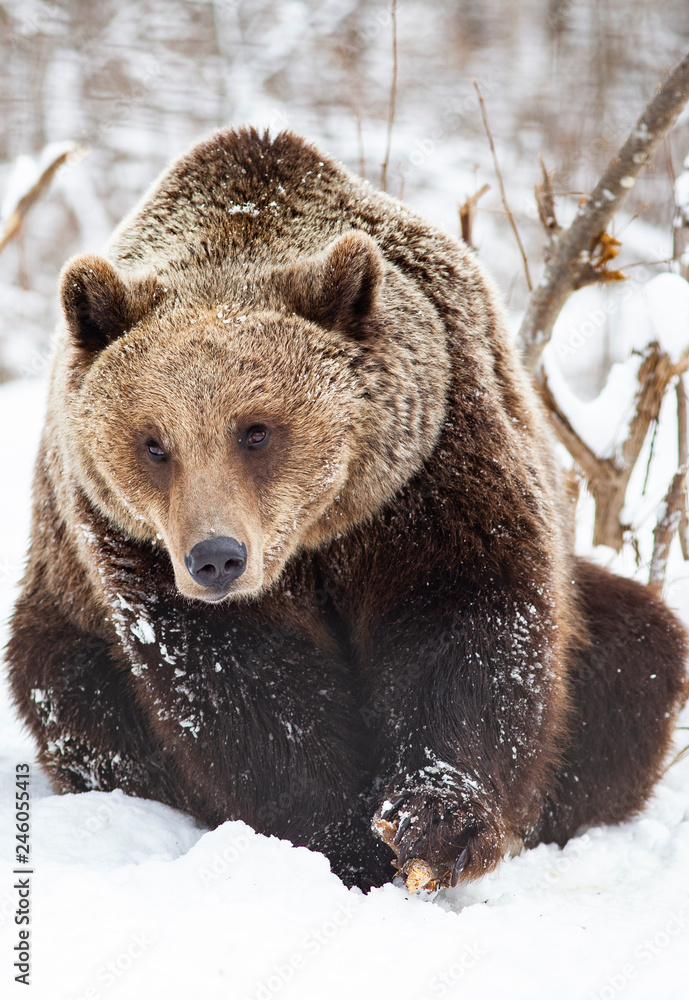 Obraz premium brown bear in snow