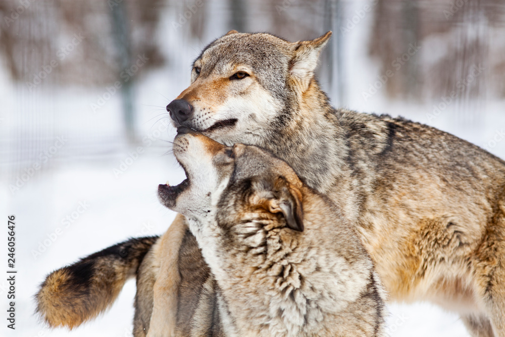 wolves playing in snow