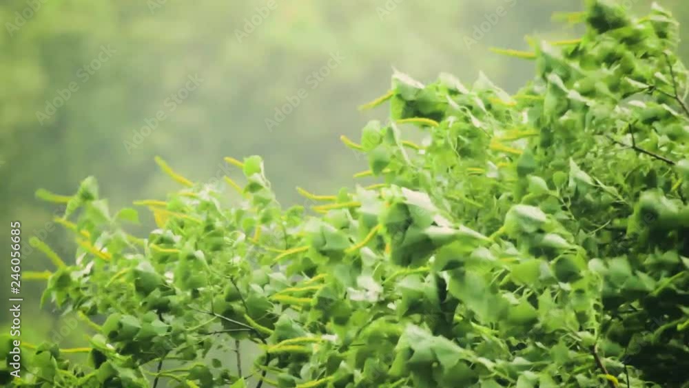 wind blowing tree leaf's. Greenery all over the place. Before the rain