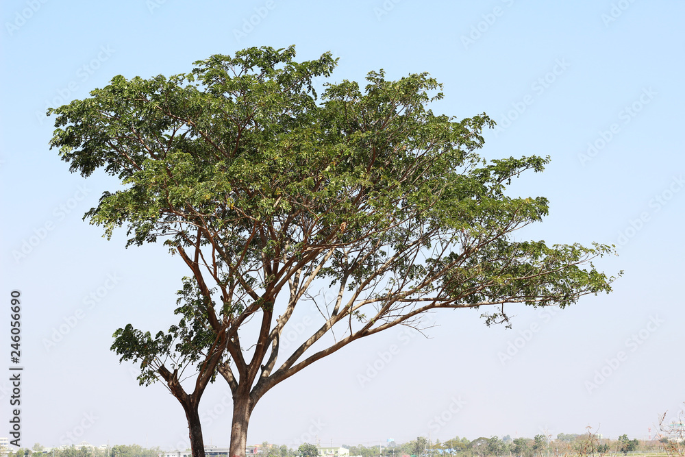 trees on blue sky background trees on blue sky background