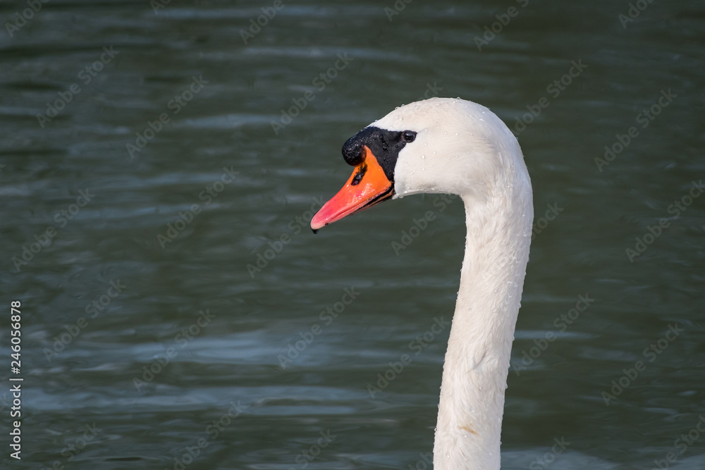 Fototapeta premium Portrait of a white swan on the danube in Vienna