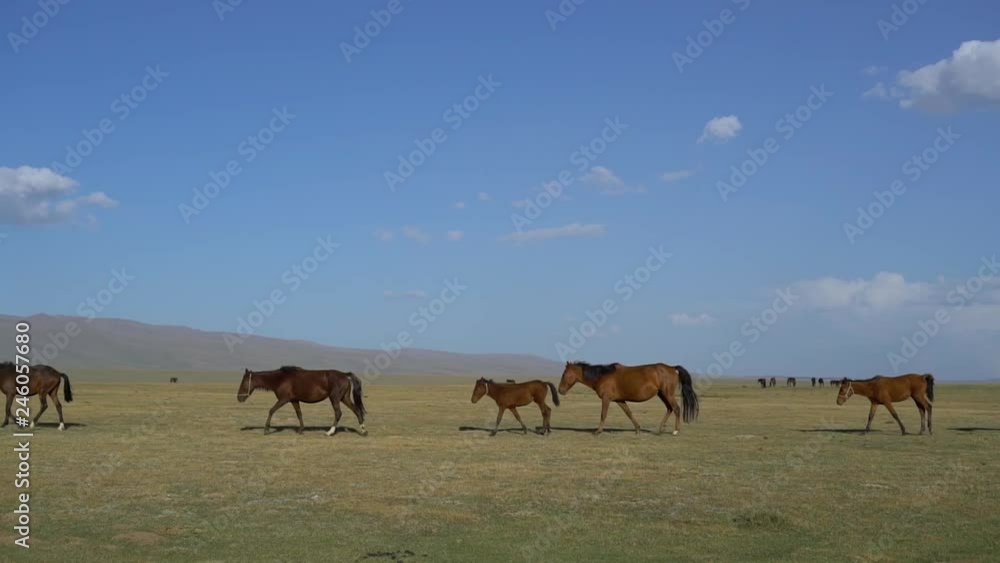 Walking Horses on the steppe. The horses moves slowly against the background of the grazing herd. Slow Motion video Walking Horses on the steppe. The horses moves slowly against the background of the grazing herd. Slow Motion video