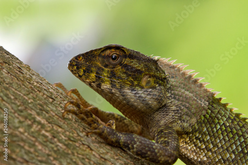Detailed closeup of Lizard 