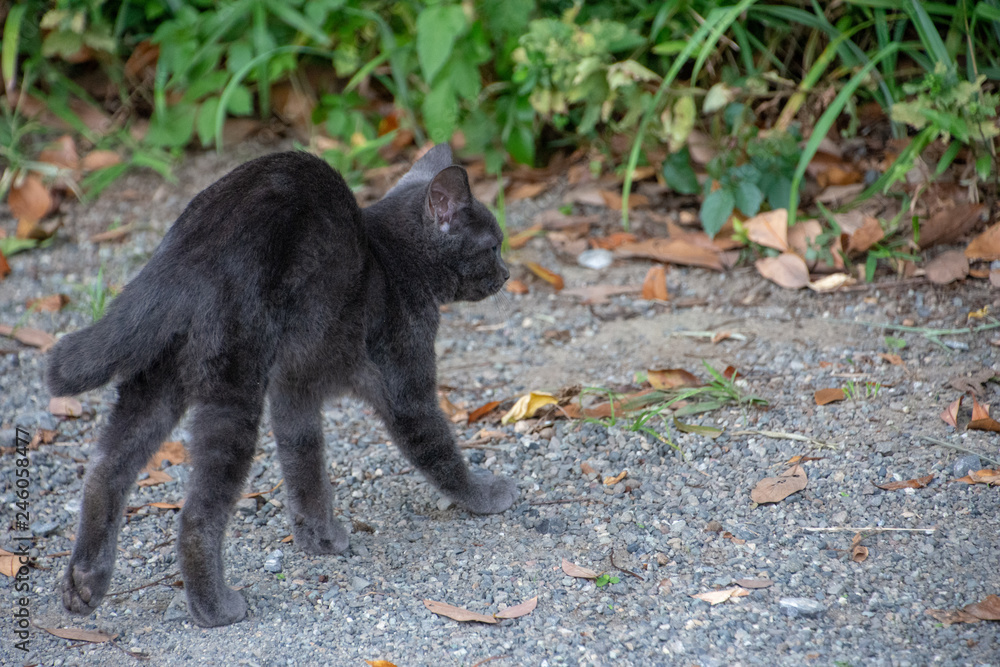 ねこ ねこ
