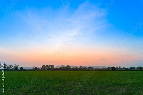 Soy bean fields in summer season at sunset