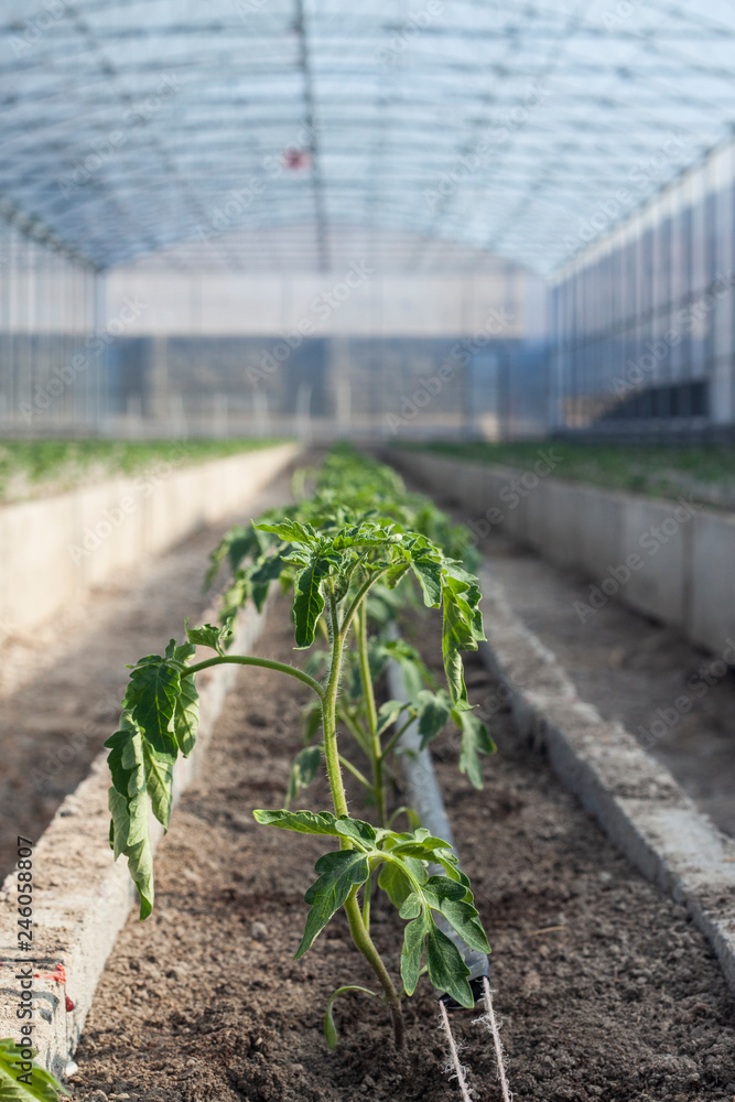 Rows of young tomato plants in a greenhouse Rows of young tomato plants in a greenhouse