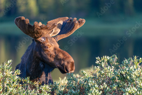 Brainard Lake Moose at Sunrise