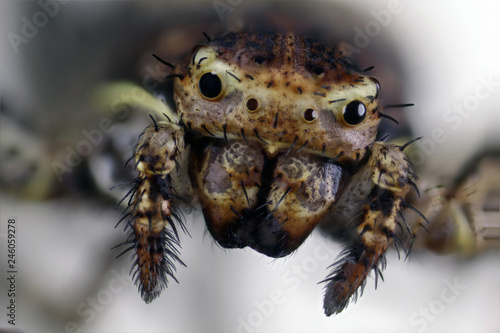 Detailed Spider Eyes