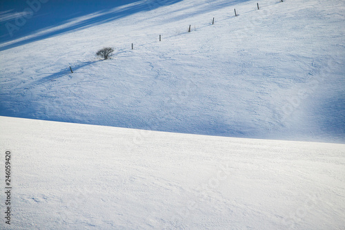 Tranquil scene of a few trees in an open field covered in snow, Stowe, Vermont, USA