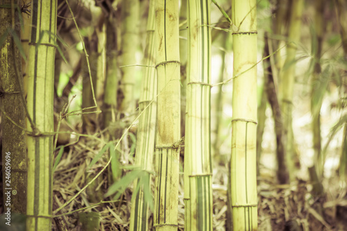 vintage effect on bamboo tree  bamboo forest