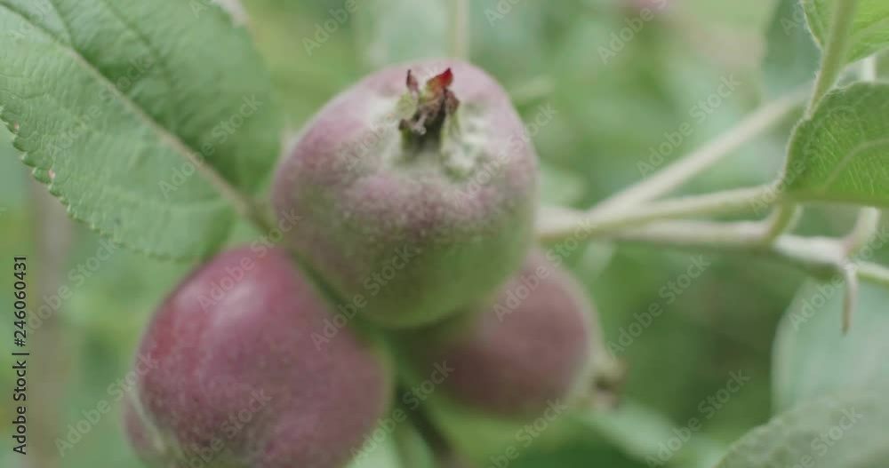 hand hold shoot close up view small apple on the apple tree in summer garden hand hold shoot close up view small apple on the apple tree in summer garden