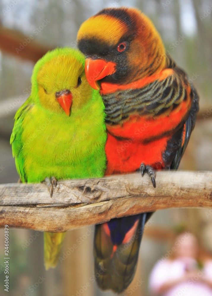 Obraz premium Bird Buddies