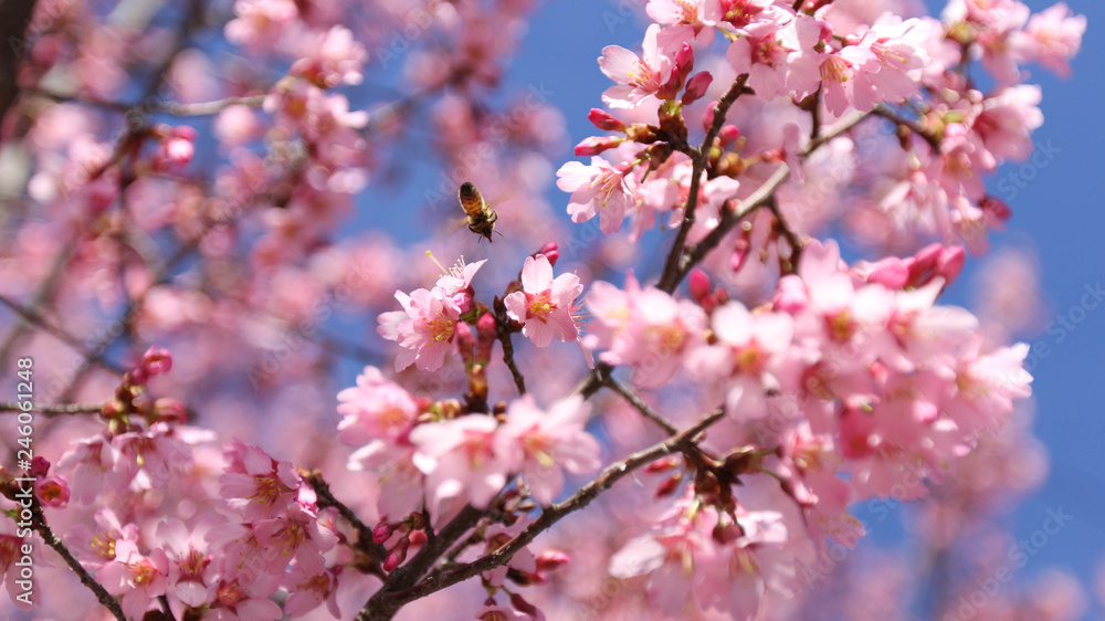 Pink Tree Bees