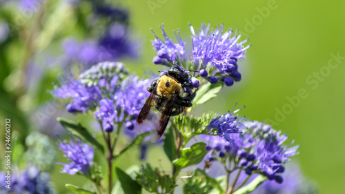Fototapeta Naklejka Na Ścianę i Meble -  Bumble Bee 2