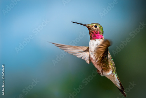 Flagstaff Mountain Hummingbird
