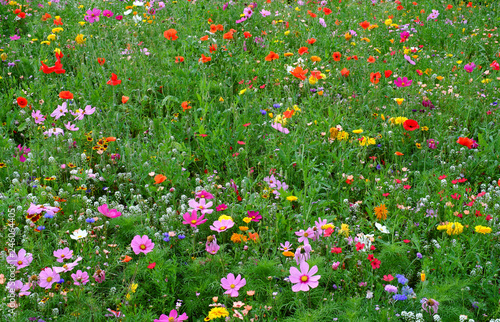 Fototapeta Naklejka Na Ścianę i Meble -  A cultivated wild flower meadow