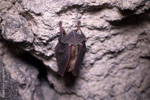 Bats sleep in dungeon. Horseshoe-nosed bat photo