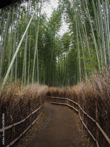 Arashiyama, beautiful bamboo grove.