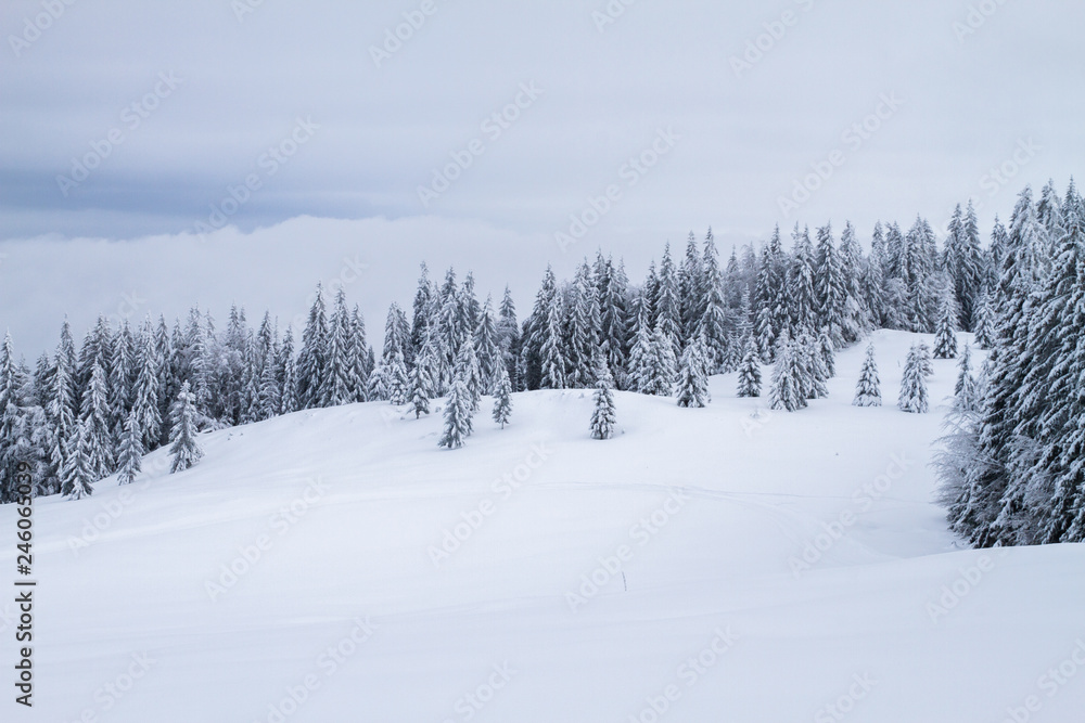 Winter landscape with trees covered in snow Winter landscape with trees covered in snow