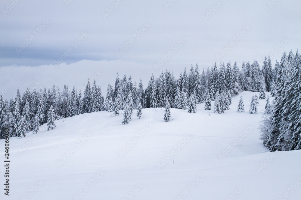 Winter landscape with trees covered in snow