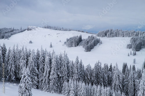 Winter landscape with trees covered in snow © anca enache