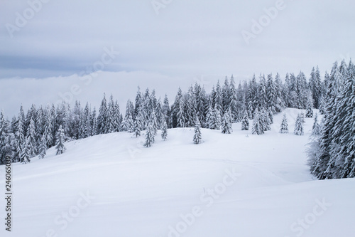 Winter landscape with trees covered in snow